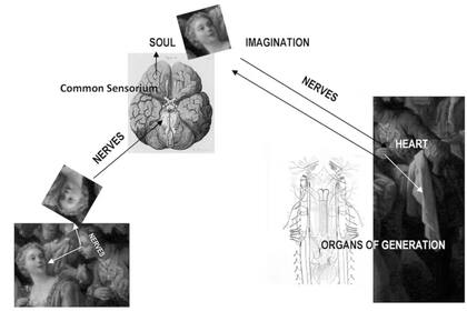 Representación esquemática de la fisiología del amor según Feijoo. La conocida representación del cerebro y el diagrama de los nervios simpáticos fueron grabados por Christopher Wren para Thomas Willis, The Anatomy of the Brain and Nerves (1664)