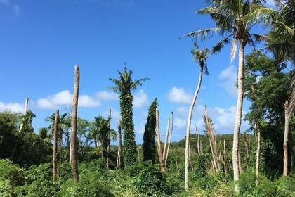 Representan una seria amenaza para cinco especies endémicas de palmeras loulu. ISC