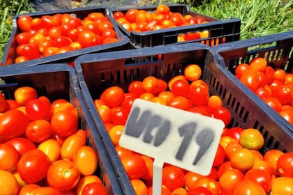 Representantes del gobierno en el Consejo Directivo del INTA propusieron redefinir el concepto de Agricultura Familiar