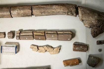 Los fósiles de mandíbulas recién descubiertos (en la parte superior) eclipsan los mismos huesos de animales del tamaño de una orca (en la parte inferior).