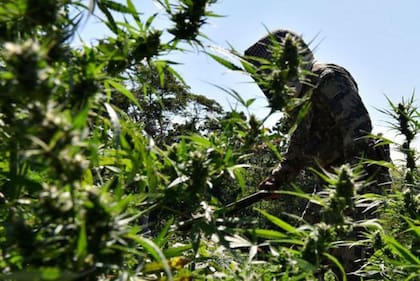 La calidad de la marihuana en Paraguay es una de las más altas de América Latina.