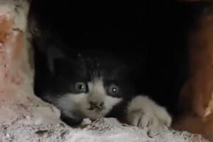 El dramático rescate de dos gatos atrapados en una chimenea