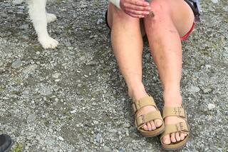 Rescatan a una border collie que pasó una semana perdida en un bosque de Nueva Zelanda