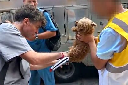 Rescataron 17 caniches de un criadero ilegal de perros en Liniers