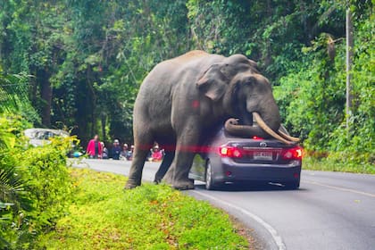 Un elefante detiene un auto en una carretera del Parque Nacional Khao Yai en la provincia tailandesa de Nakhon Ratchasima, el conductor salió ileso con su auto ligeramente dañado