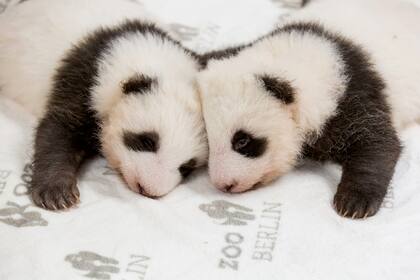 Pandas gemelos nacieron en un refugio de Berlín. Como su origen es chino, deberán ser devuelto a su país de dentro de los cuatro años posteriores al destete