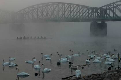 Un grupo de cisnes en una mañana fría y nublada, descansa en la orilla de del río Moldava en Praga