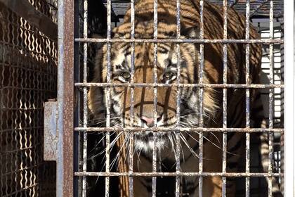 Diez tigres fueron rescatados en Italia para ser transportados a un refugio en Rusia