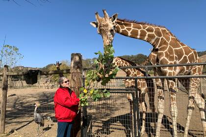 Nancy Langa alimenta a una jirafa en su refugio de Kincade, California, a pesar de la advertencia de las autoridades de evacuar la zona por los incendios