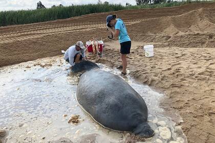 Trabajadores del Departamento de Recursos Naturales de Georgia ayudaron a un manatí que había quedado varado en una playa, lo mantuvieron húmedo hasta que una excavadora hizo una zanja para poder arrastrarlo hasta el agua