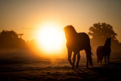 Varios caballos salvajes cruzan un prado durante el amanecer en Baja Sajonia, Hannover