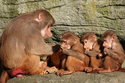 Tres babuinos son alimentados por su madre en el santuario Tierpark Hagenbeck, en Hamburgo, Alemania