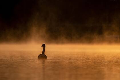 Un cisne nada en el río Maschsee, durante una amanecer cargado de niebla