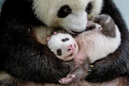 Meng Meng es la mamá panda que dio a luz a los gemelos en el refugio de Berlín