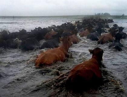 En Caá Catí, las vacas intentan salvarse