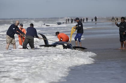 Rescatistas intentan devolver a los animales al mar