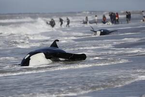 Por qué quedan varadas las orcas y cómo debe ser su rescate