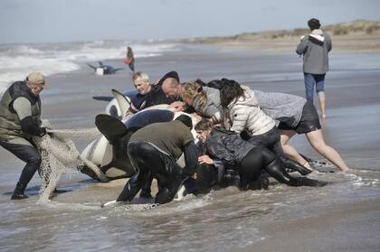 Rescate en la costa: devolvieron con éxito al mar a siete ballenas