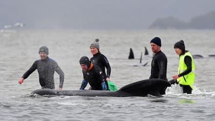 Rescatistas ayudan a devolver las ballenas al mar en Tasmania (Reuters)