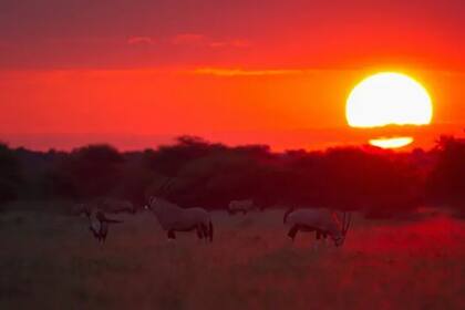Reserva de caza del Kalahari Central al atardecer