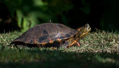 Reserva ecológica Lago Lugano