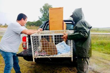 Personal de la reserva traslada a Shinshu, una carpincho rescatada de una quema