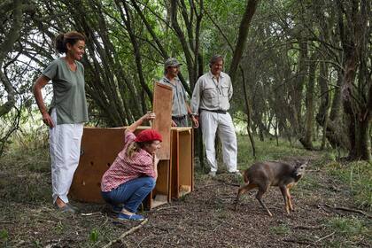 La suelta de la corzuela Morita en la reserva El Potrero, que recupera animales y los resinserta en su hábitat