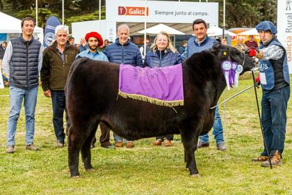 Reservado de Gran Campeón Macho Ternero para la cabaña ligada al candidato presidencial Roberto Lavagna