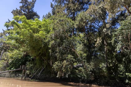 Reservas naturales privadas que conservan mariposas Bandera Argentina en la zona del delta de San Fernando
