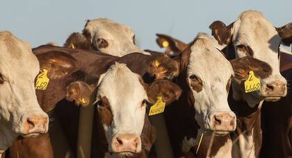 "Respondiendo a las demandas actuales, Braford ha desarrollado el programa Braford Carbono Cero, que ayuda a los productores a determinar su balance de carbono, promoviendo así la eficiencia productiva y cumpliendo con estándares internacionales de sustentabilidad. Además, el programa de Carne Braford ha ganado relevancia, con convenios con escuelas de someliers y eventos de degustación para promover sus cualidades únicas", indicaron