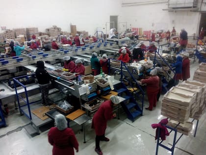 “Restaba cosechar entre el 20 y el 30% de la superficie”, explicó Aníbal Caminiti, gerente general de Capci