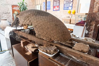 Un equipo de expertos del Centro de Interpretación de Arqueología y Paleontología trabaja en la puesta en valor de la redondeada coraza compuesta por 106 fragmentos