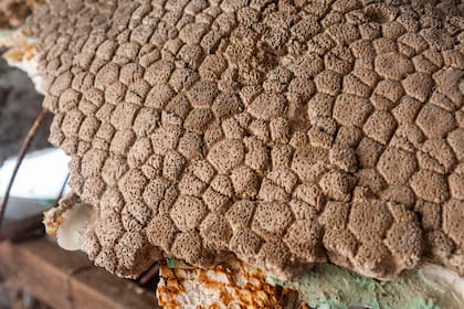 Según trascendió, este tipo de restos óseos con tantos miles de años de antigüedad se pueden llegar a comercializar ilegalmente por más de $3.000.000.