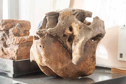 El fósil del período Pleistoceno es de aspecto similar al de una mulita gigante y pesa 200 kilos