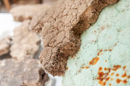 La coraza fue descubierta cuando un hombre intentó comercializar en forma ilegal los restos, que ahora custodia la Dirección General de Patrimonio porteña.