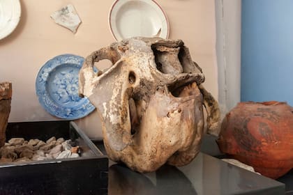 Cráneo de gliptodonte