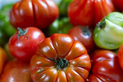 Distintas variedades de tomates de estación