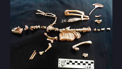 Restos de Alnashetri hallados en Río Negro