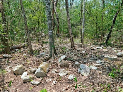 Restos de edificaciones de Ocomtún, nueva ciudad Maya descubierta por arqueólogos mexicanos (foto: X/@cultura_mx)