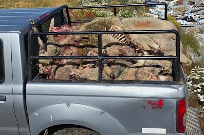 Restos de ovejas descuartizadas por la jauría de perros