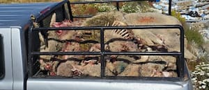 El ataque a un niño reavivó un problema que hace décadas crece en la Patagonia