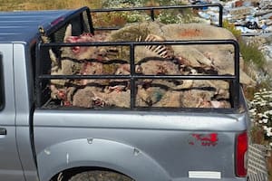 El ataque a un niño reavivó un problema que hace décadas crece en la Patagonia