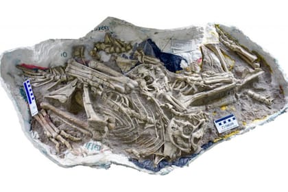 Restos de cuatro dinosaurios conservados descansando juntos