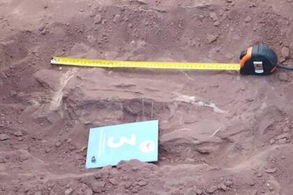 Restos del titanosaurio, encontrado por trabajadores de Pampa Energía