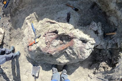 Restos fósiles de Joaquinraptor, hallados en una cantera en la Patagonia argentina