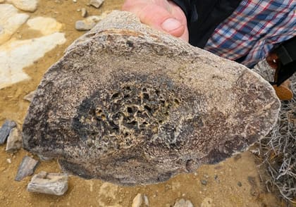 Restos fósiles en el sitio