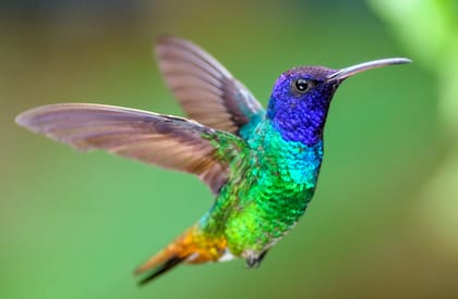 Resulta curioso que los mensajes atribuidos al colibrí en distintos lugares del mundo sean siempre positivos