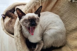 Resultado del cruce entre el siamés y el burmés, el tonquinés combina lo mejor de dos mundos