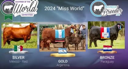 Resultados 2024 de "Brangus, Champion of the World"