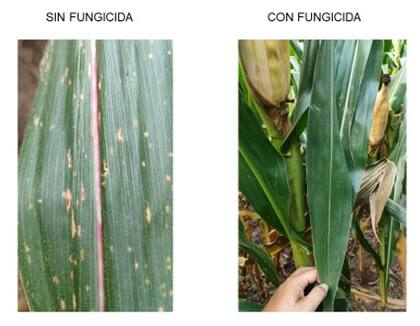 Resultados con fungicidas